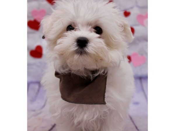 Maltese-Dog-Male-White-17734-Petland Wichita, Kansas