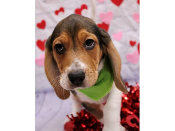 Beagle Dog Male Tri 17729 Petland Wichita, Kansas