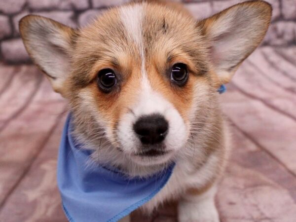 [#17753] Sable & White Male Pembroke Welsh Corgi Puppies For Sale