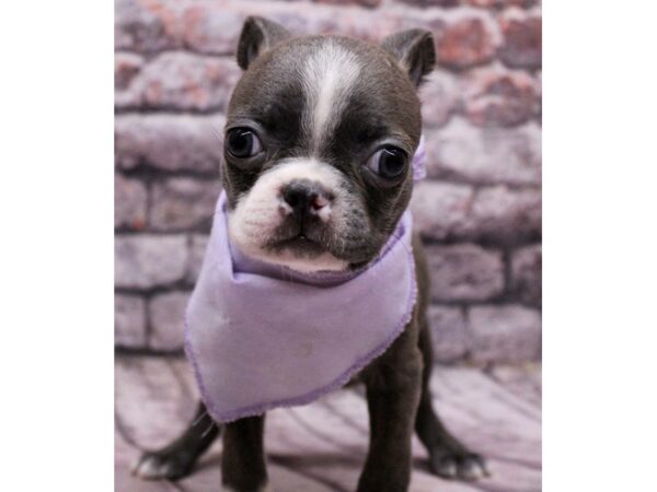 Boston Terrier Dog Female Blue & White 17752 Petland Wichita, Kansas