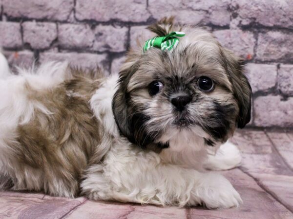 Shih Tzu-Dog-Female-Brindle & White-17750-Petland Wichita, Kansas