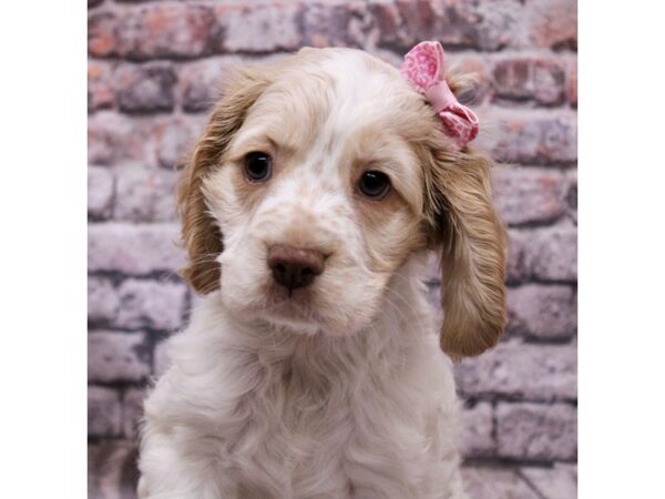 Cocker Spaniel Dog Female Buff & White 17744 Petland Wichita, Kansas