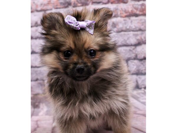 Pomeranian Dog Female Dark Sable 17741 Petland Wichita, Kansas