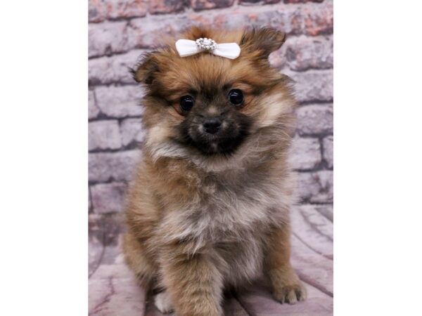 [#17740] Red Sable Female Pomeranian Puppies For Sale