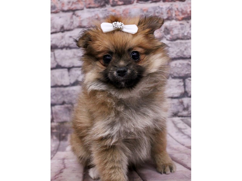 Pomeranian - 17740 Image #1