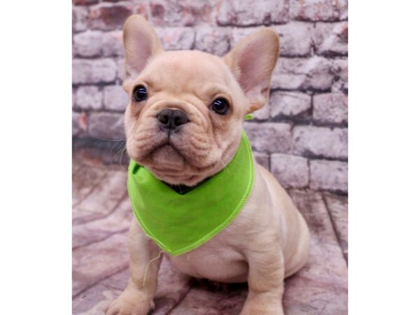 French Bulldog Dog Male Cream 17767 Petland Wichita, Kansas