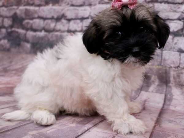 Havanese-Dog-Female-Sable & White-17761-Petland Wichita, Kansas