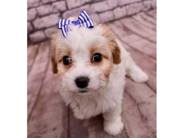 [#17758] Blenheim Female Cavachon Puppies For Sale