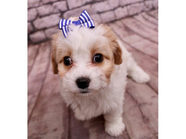 Cavachon Dog Female Blenheim 17758 Petland Wichita, Kansas