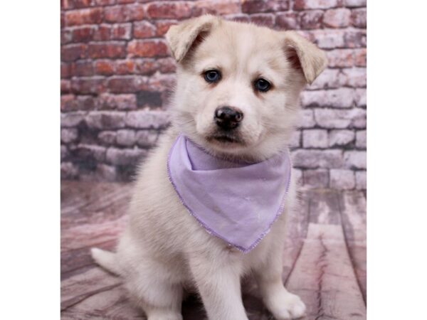 [#17764] Cream Merle Female Pomsky Puppies For Sale