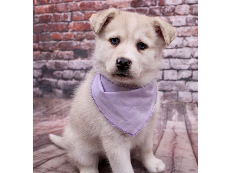 Pomsky - 17764 Image #1
