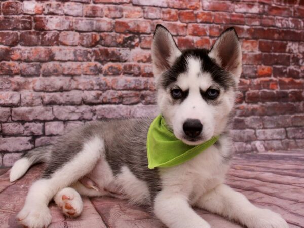 Siberian Husky Dog Male Black & White 17786 Petland Wichita, Kansas