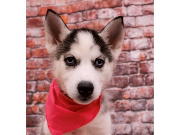 Siberian Husky Dog Female Black & White 17787 Petland Wichita, Kansas