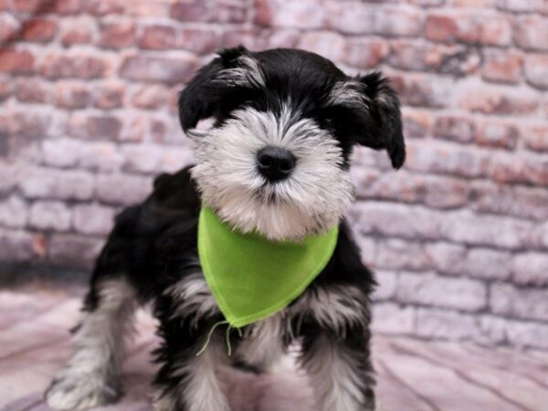 Miniature Schnauzer Dog Male Black & Silver 17771 Petland Wichita, Kansas