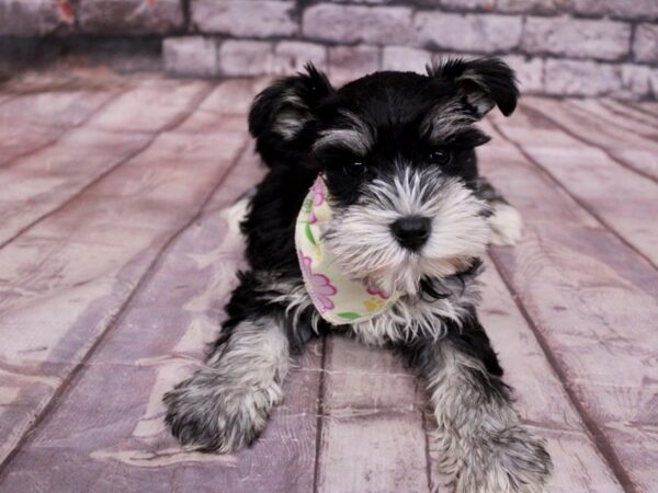 [#17772] Black & Silver Female Miniature Schnauzer Puppies For Sale