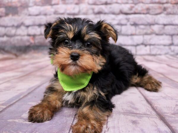 Yorkshire Terrier Dog Male Black & Tan 17773 Petland Wichita, Kansas