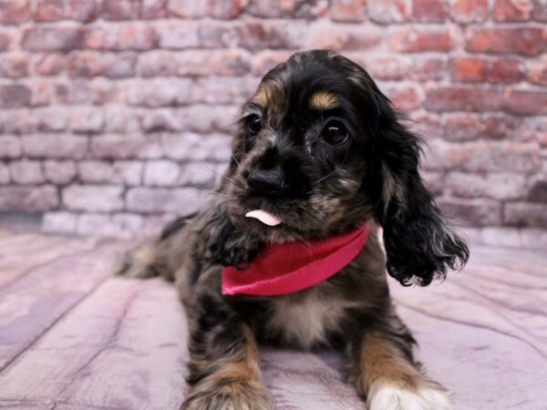 Cocker Spaniel Dog Female Blue Merle 17777 Petland Wichita, Kansas