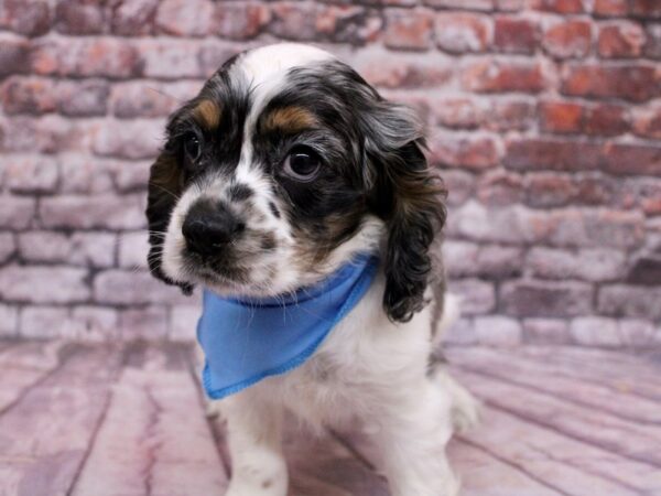 Cocker Spaniel Dog Male Blue Merle 17778 Petland Wichita, Kansas