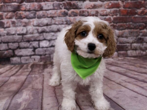 [#17781] Blenheim & White Male 2nd gen Cava poo Puppies For Sale