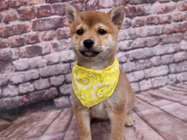 Shiba Inu Dog Female Red Sesame 17782 Petland Wichita, Kansas