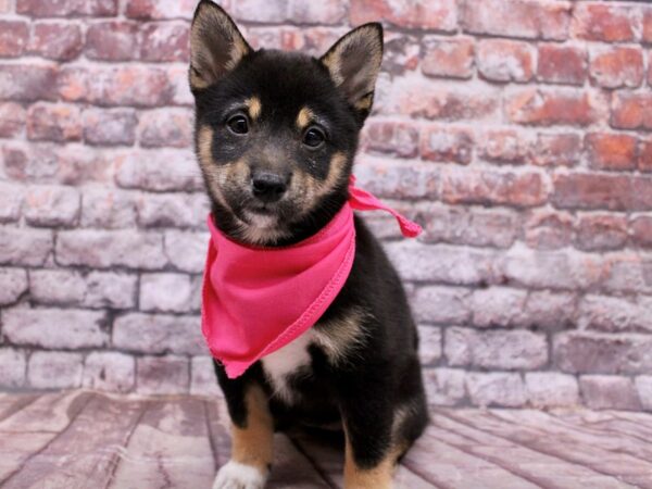 Shiba Inu Dog Female Black, Tan, White 17783 Petland Wichita, Kansas