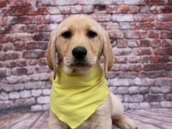 Labrador Retriever Dog Female Yellow 17784 Petland Wichita, Kansas