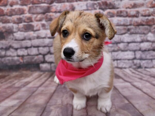 [#17790] Sable & White Female Pembroke Welsh Corgi Puppies For Sale