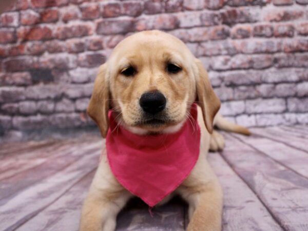 Labrador Retriever-Dog-Female-Yellow-17785-Petland Wichita, Kansas