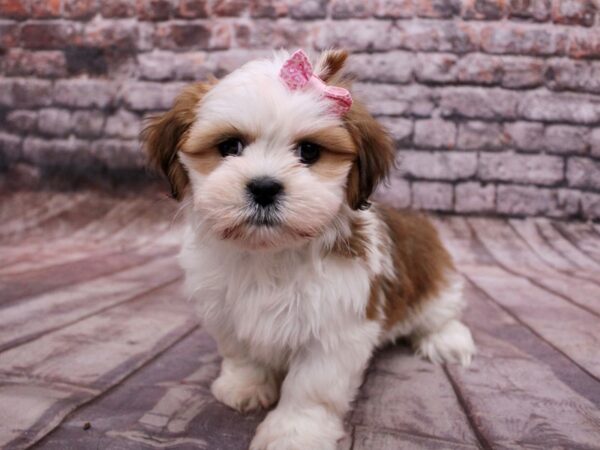 [#17795] Gold & White Parti Female Lhasa Apso Puppies For Sale