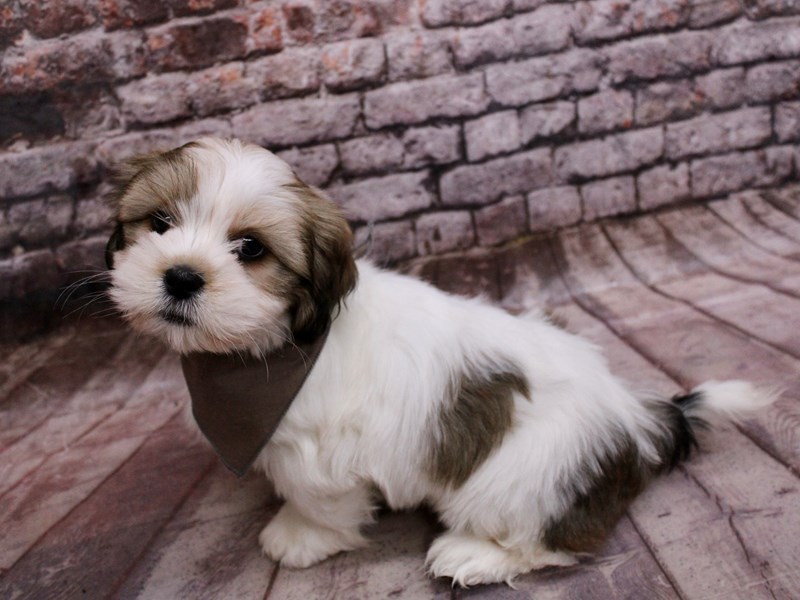 Lhasa Apso - 17794 Image #1