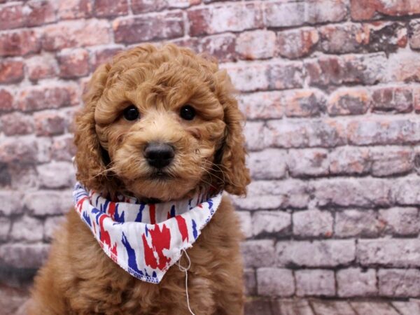 Miniature Goldendoodle-Dog-Male-Red-17791-Petland Wichita, Kansas