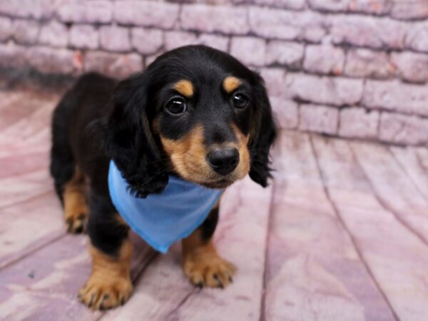 Miniature Dachshund Dog Male Black & Tan 17797 Petland Wichita, Kansas