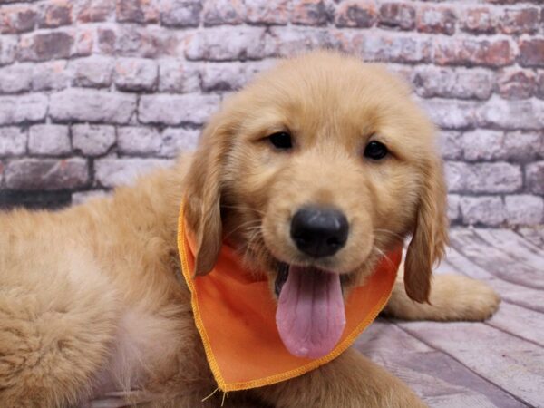 Golden Retriever Dog Male Golden 17798 Petland Wichita, Kansas