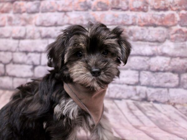 [#17800] Black & Tan Male Morkie Puppies For Sale