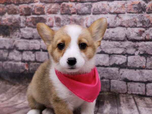 Pembroke Welsh Corgi Dog Female Sable & White 17804 Petland Wichita, Kansas