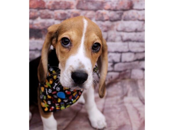 [#17732] Tri Male Beagle Puppies For Sale
