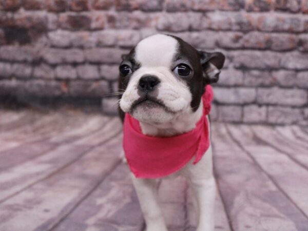 Boston Terrier Dog Female Black & White 17780 Petland Wichita, Kansas