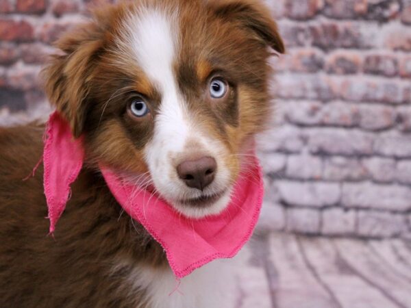 Miniature Australian Shepherd Dog Female Red Tri 17716 Petland Wichita, Kansas