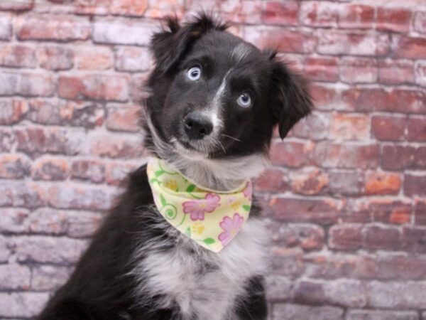 Miniature Australian Shepherd Dog Female Black Tri 17717 Petland Wichita, Kansas