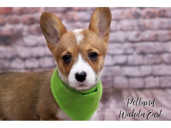 Pembroke Welsh Corgi-Dog-Female-Sable & White-17803-Petland Wichita, Kansas