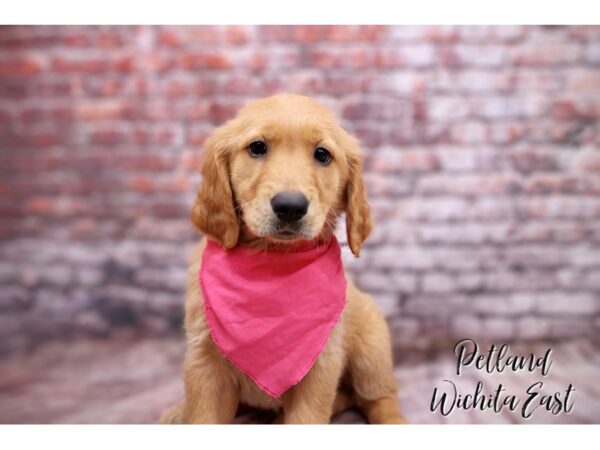 Golden Retriever Dog Female Golden 17799 Petland Wichita, Kansas