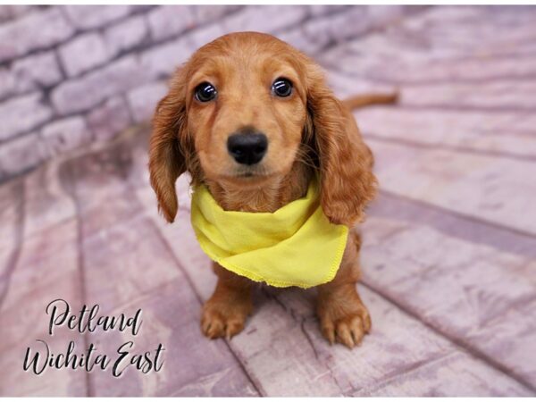 Miniature Dachshund-Dog-Female-Blonde-17793-Petland Wichita, Kansas