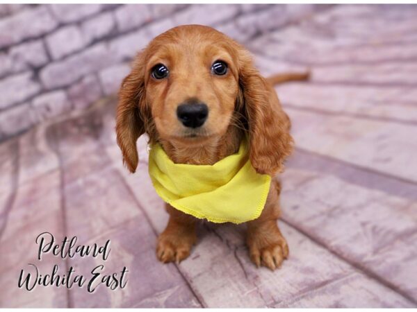 Miniature Dachshund Dog Female Blonde 17793 Petland Wichita, Kansas