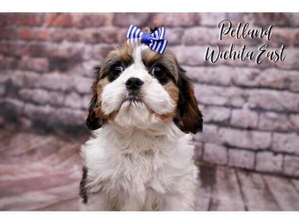 [#17802] Tri Merle Female Cavapoo Puppies For Sale