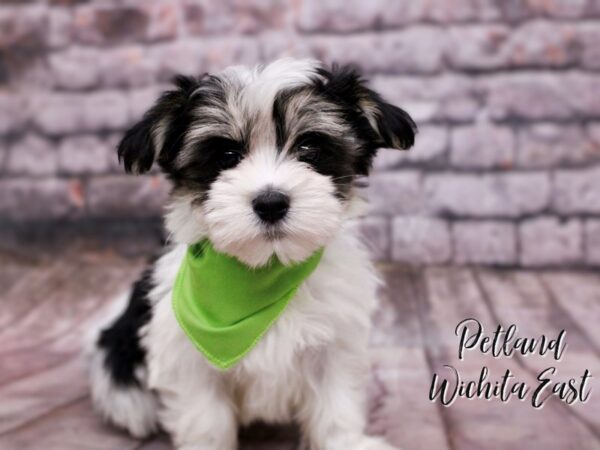 Maltipoo-Dog-Male-Tri-17801-Petland Wichita, Kansas