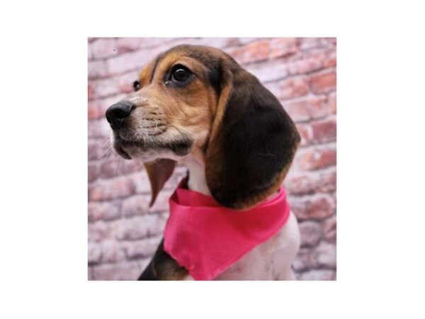[#17728] Tri Female Beagle Puppies For Sale