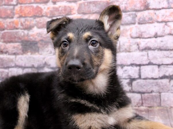 German Shepherd Dog Female Black & Tan 17816 Petland Wichita, Kansas