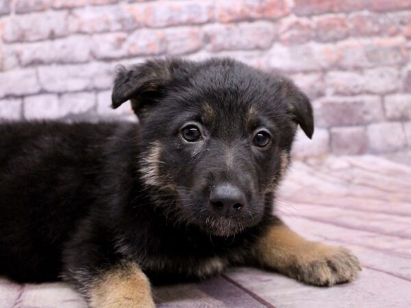 German Shepherd Dog Female Black & Tan 17815 Petland Wichita, Kansas