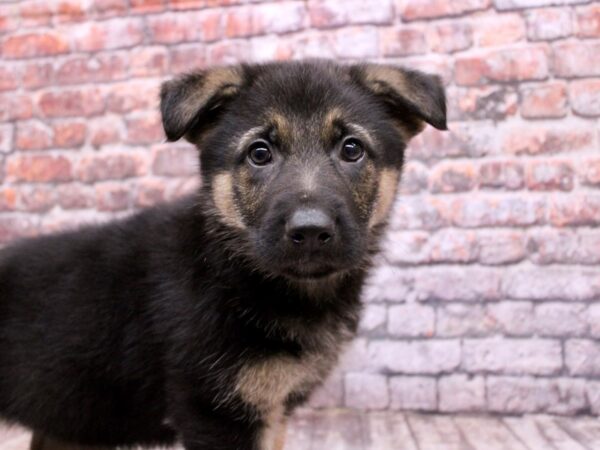 German Shepherd Dog Male Black & Tan 17814 Petland Wichita, Kansas