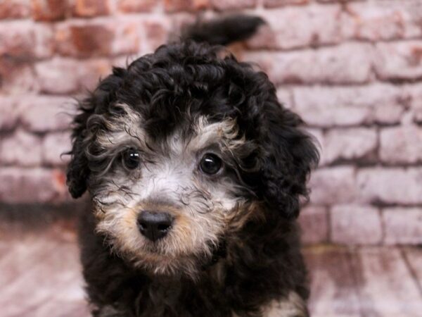 Toy Aussie Poo-Dog-Male-Black-17810-Petland Wichita, Kansas